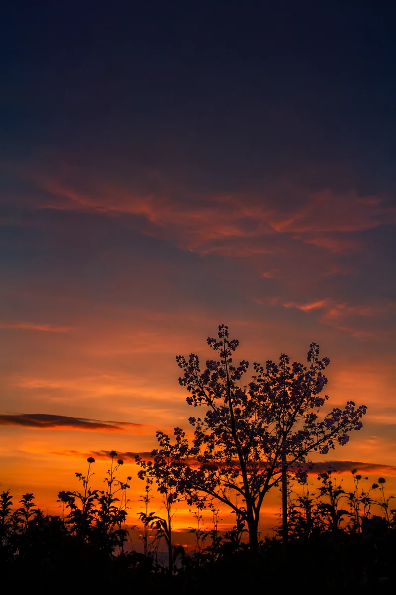 Flowering Tree Silhouette at Dramatic Sunset