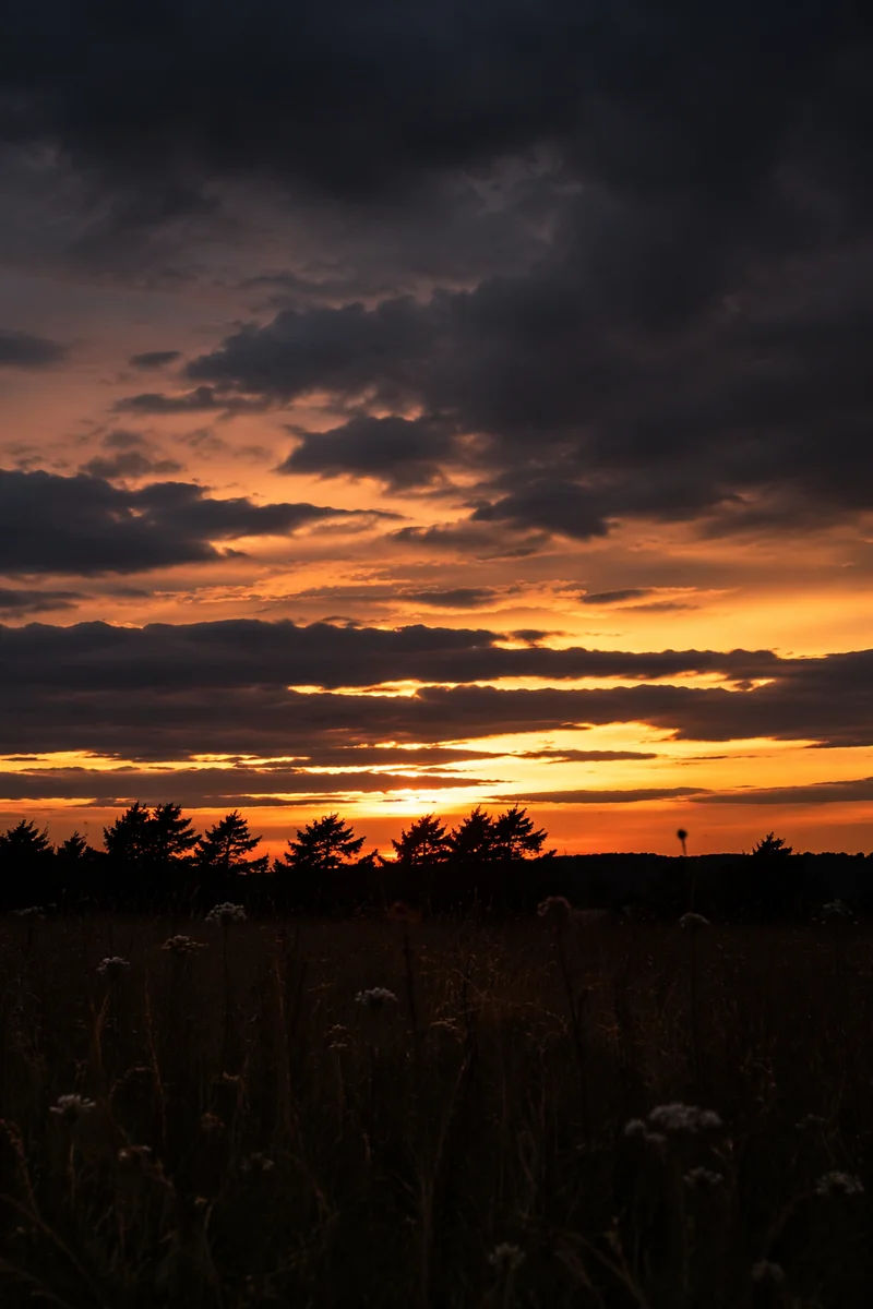 Tree Silhouettes Beneath Dramatic Sunset Sky