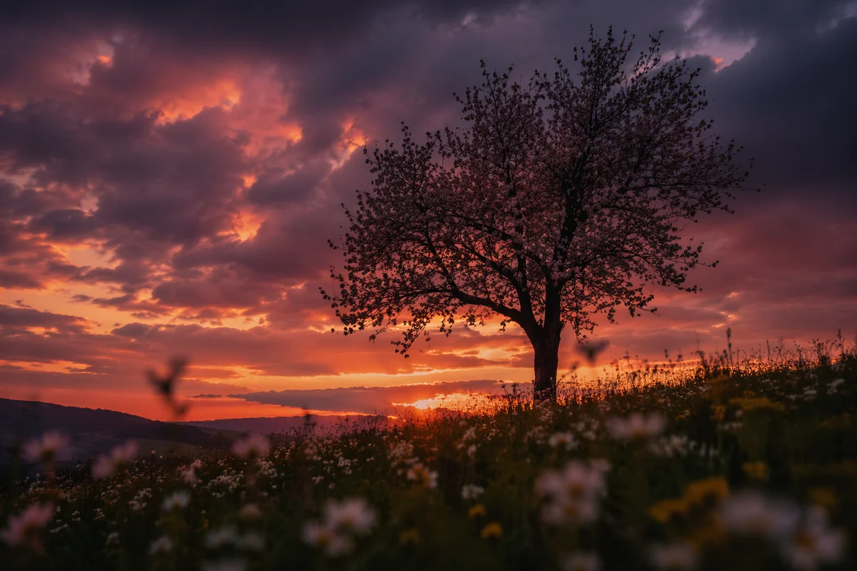 Flowering Tree Silhouette at Dramatic Sunset