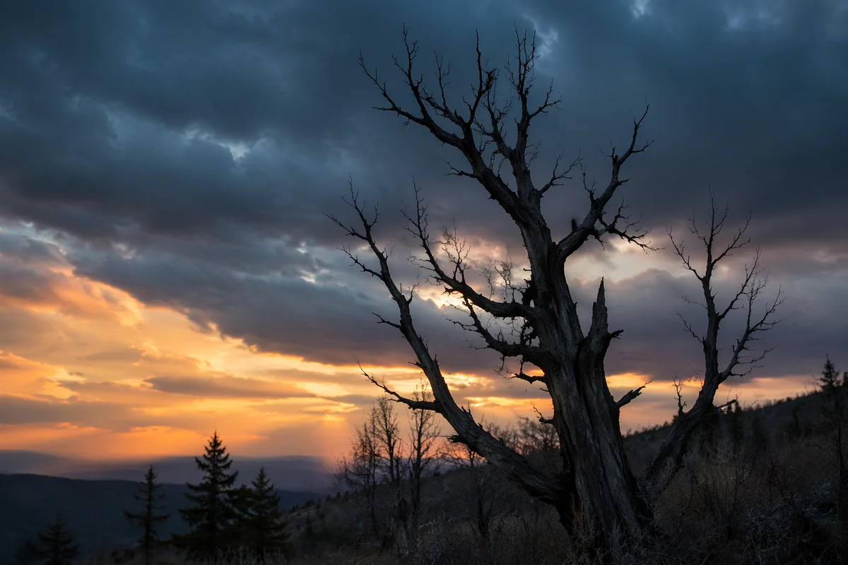 Dramatic Tree Silhouette at Sunset Sky