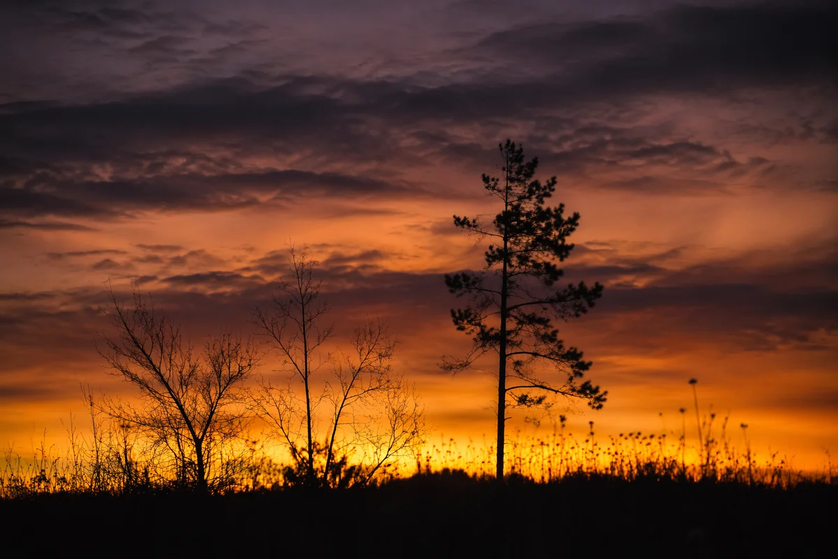 Tree Silhouette Sunset Over Wildflower Meadow