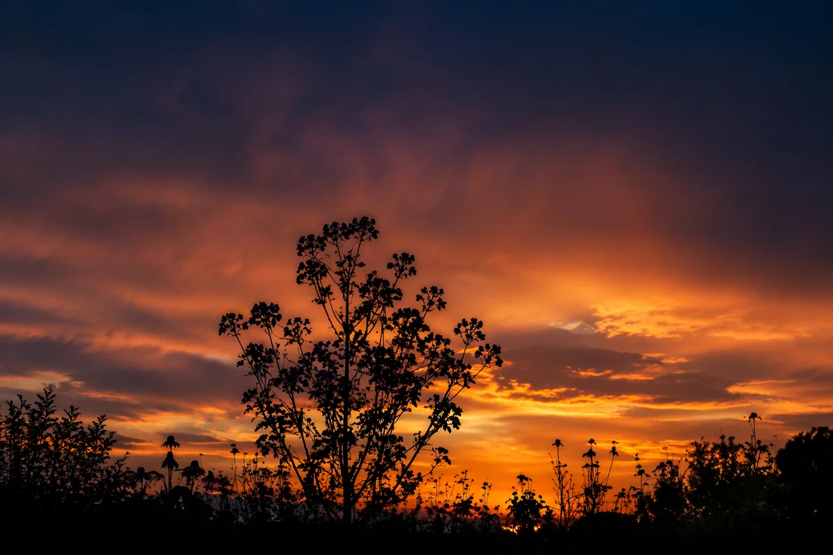 Flowering Tree Silhouette Under Dramatic Sunset Sky