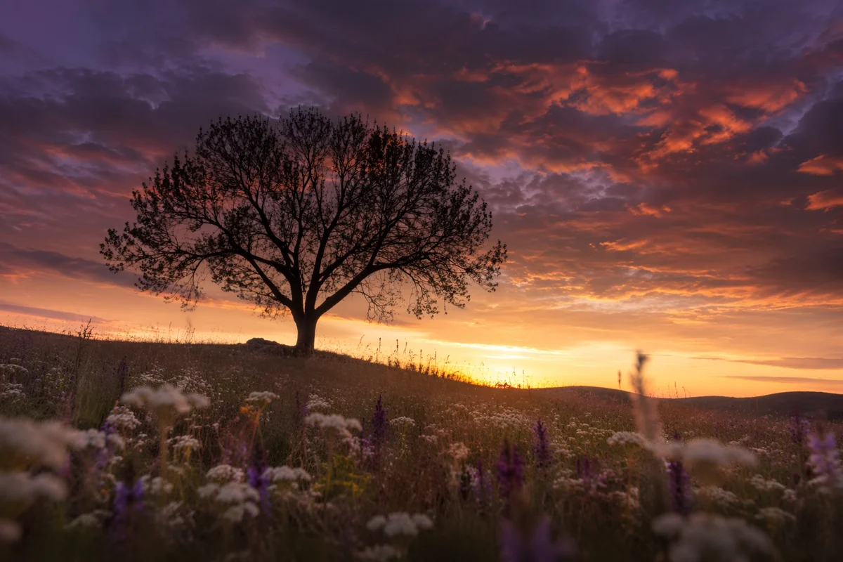 Lone Tree Silhouette Over Sunset Wildflowers