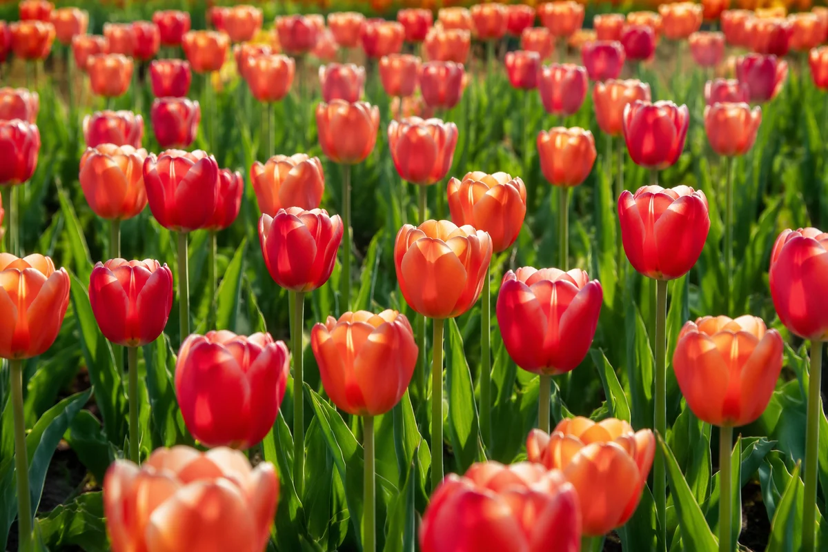 Colorful Spring Tulip Garden Rows