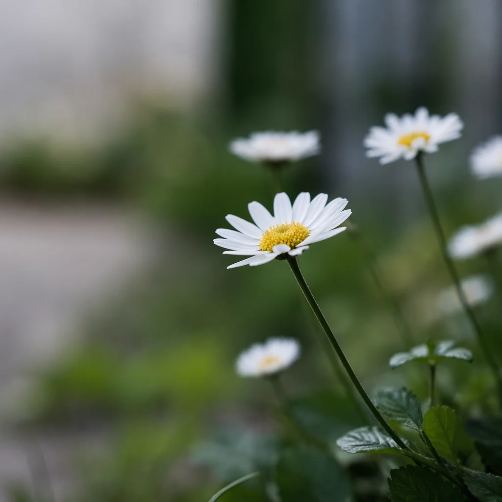 White Daisy Flowers in Quiet Garden
