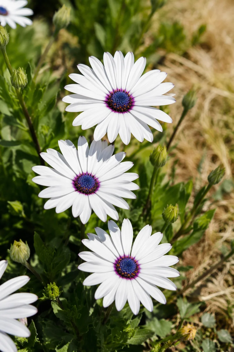 White Daisy Flowers in Simple Garden
