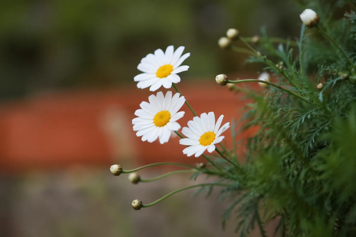 White Daisy Blooms in Quiet Garden