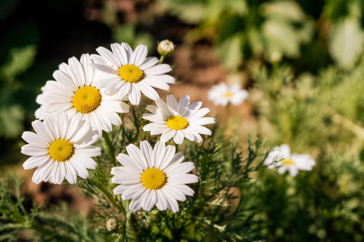 White Daisies in a Peaceful Garden