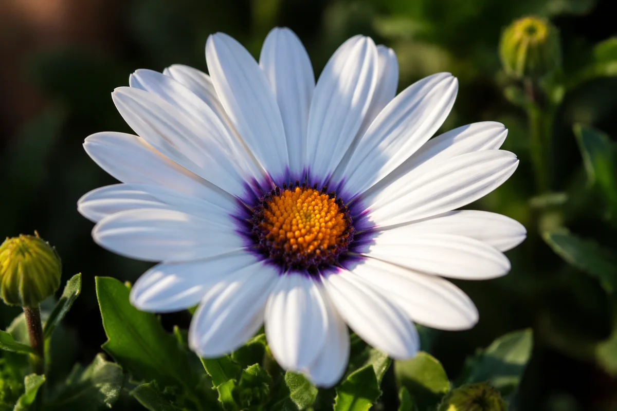 Single White Daisy in Spring Garden