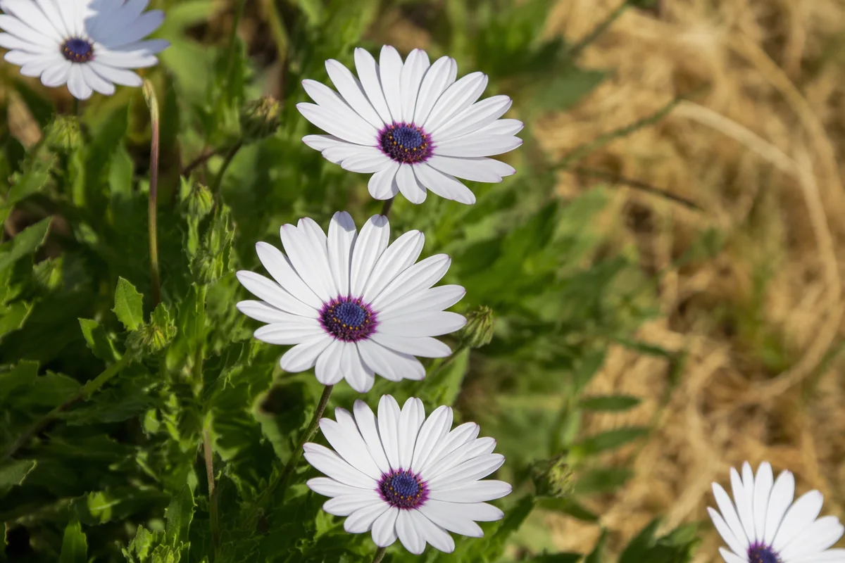 White Daisy Flowers in Simple Garden