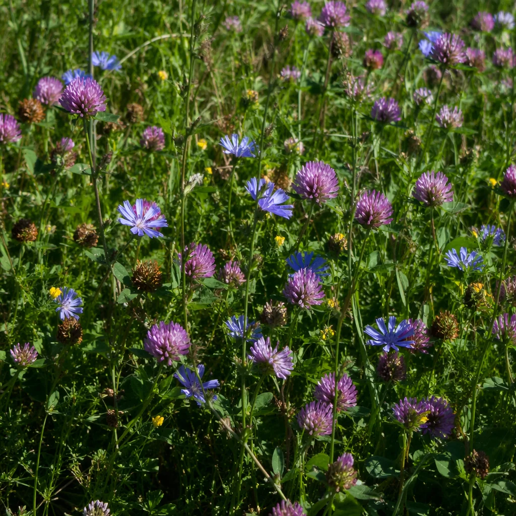 Natural Wildflower Meadow Mixed Bloom Closeup