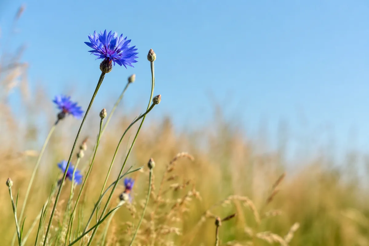 Blue Wildflowers in Golden Summer Meadow