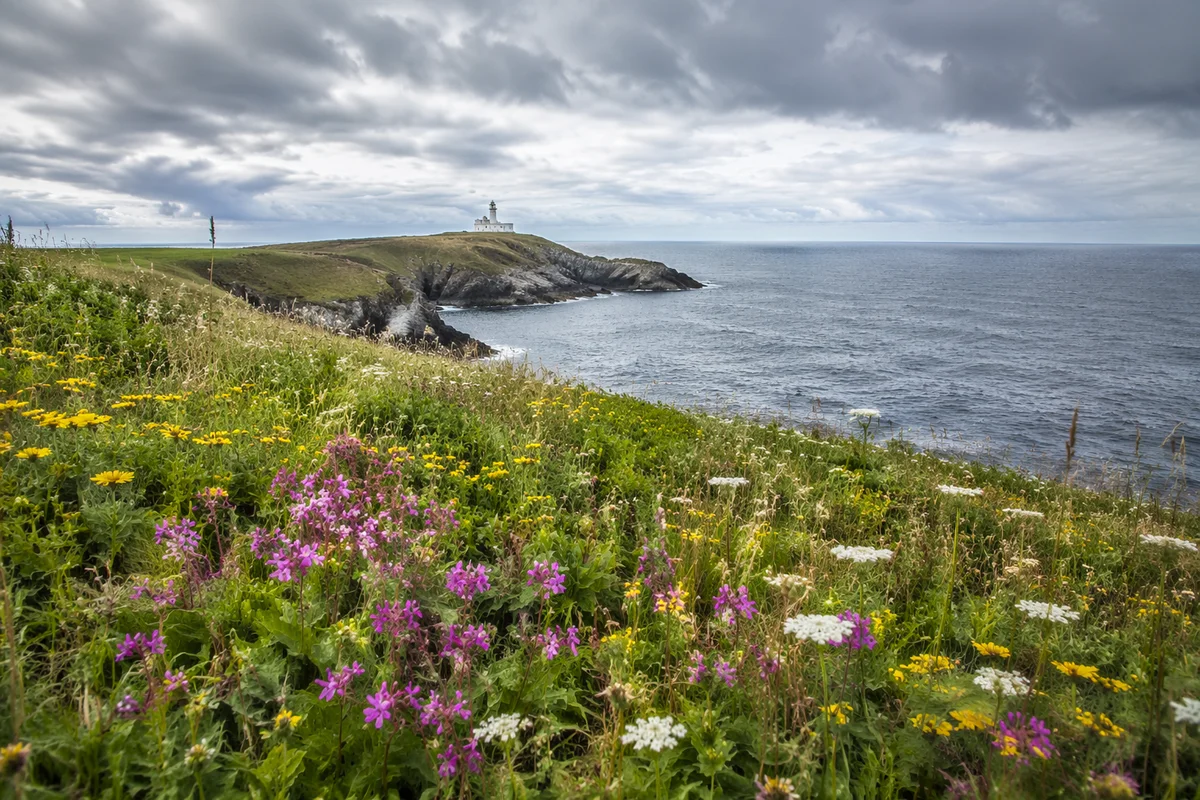 Coastal Wildflower Meadow With Lighthouse