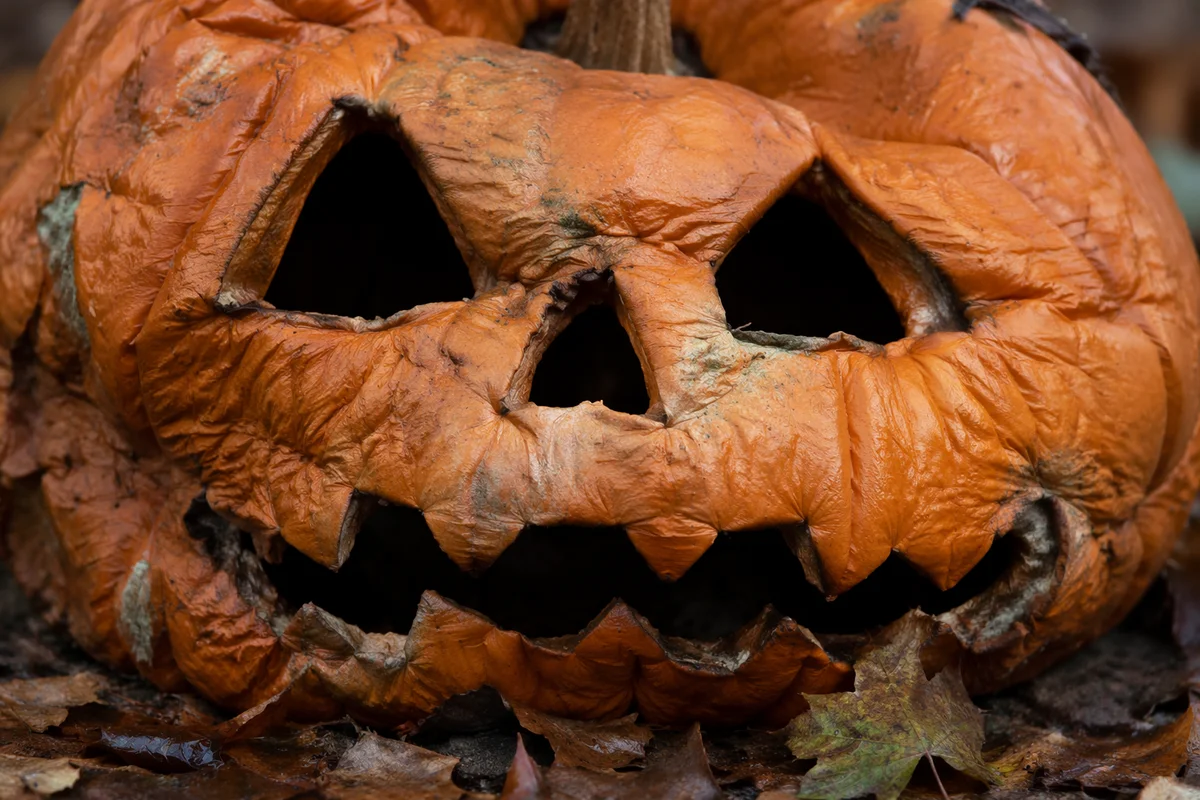 Weathered Jack O Lantern on Autumn Leaves