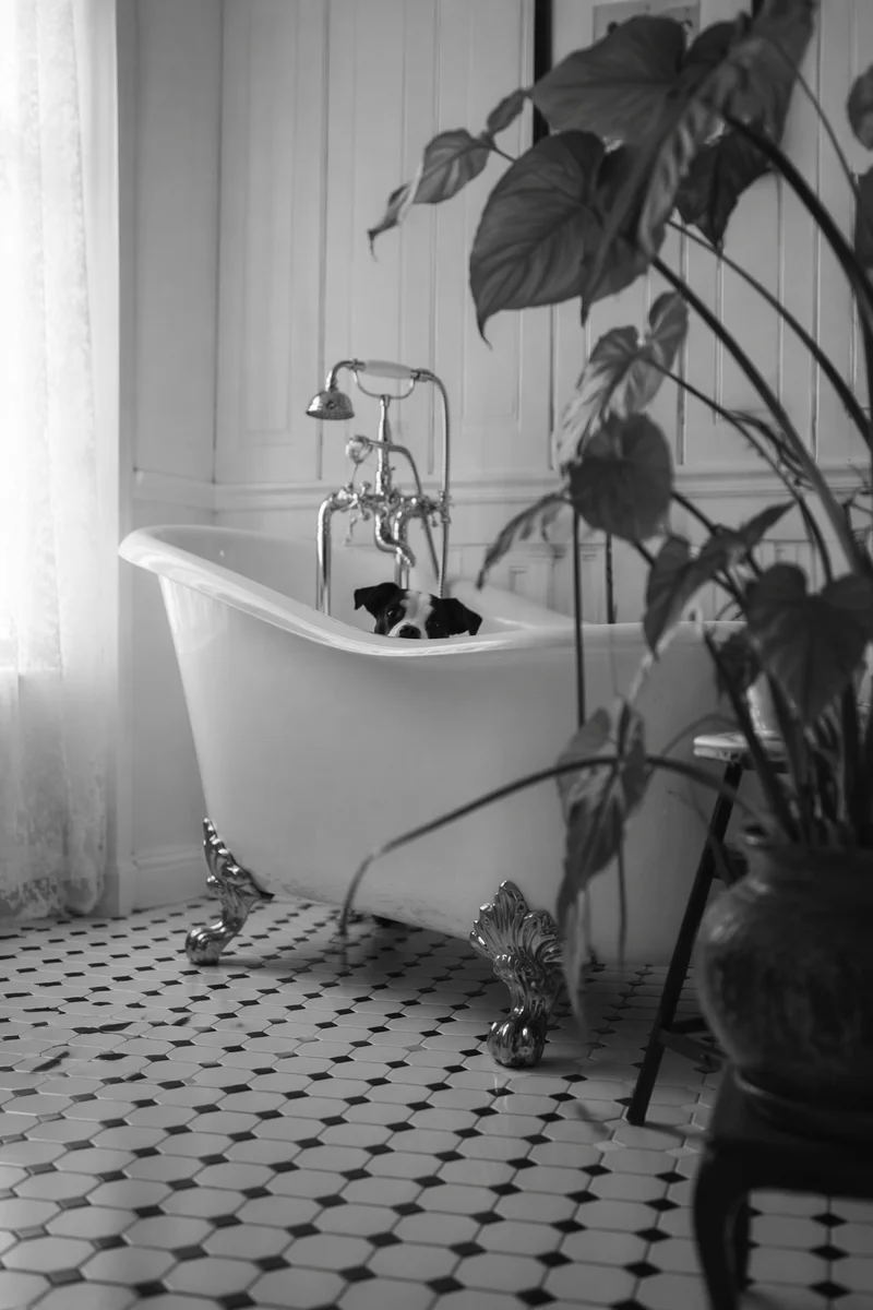 Vintage Clawfoot Tub Bathroom With Dog