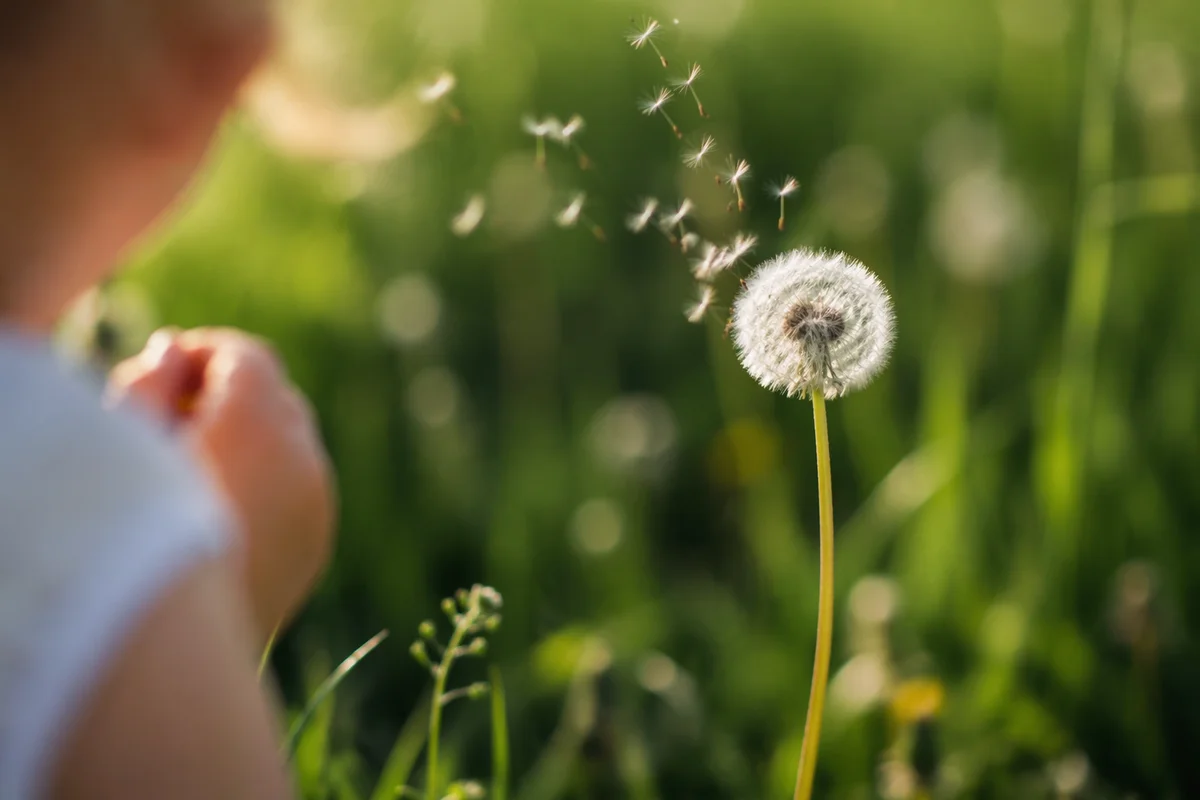 Child Blowing Dandelion in Summer Meadow