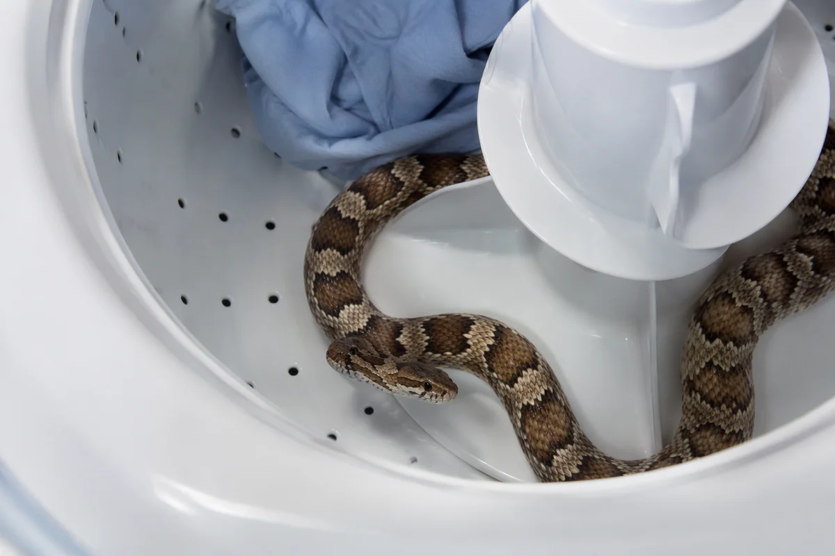 Curious Pet Snake in Washing Machine