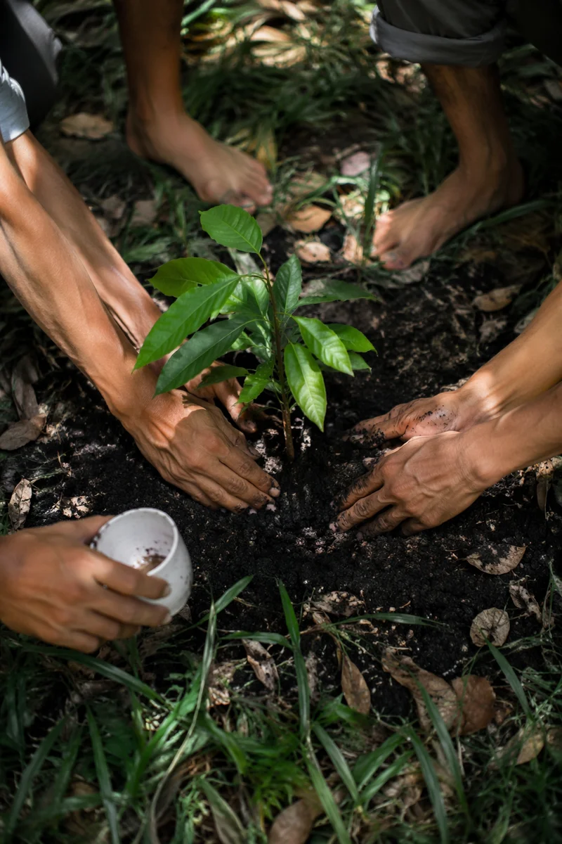 Hands Planting a Young Tree Together