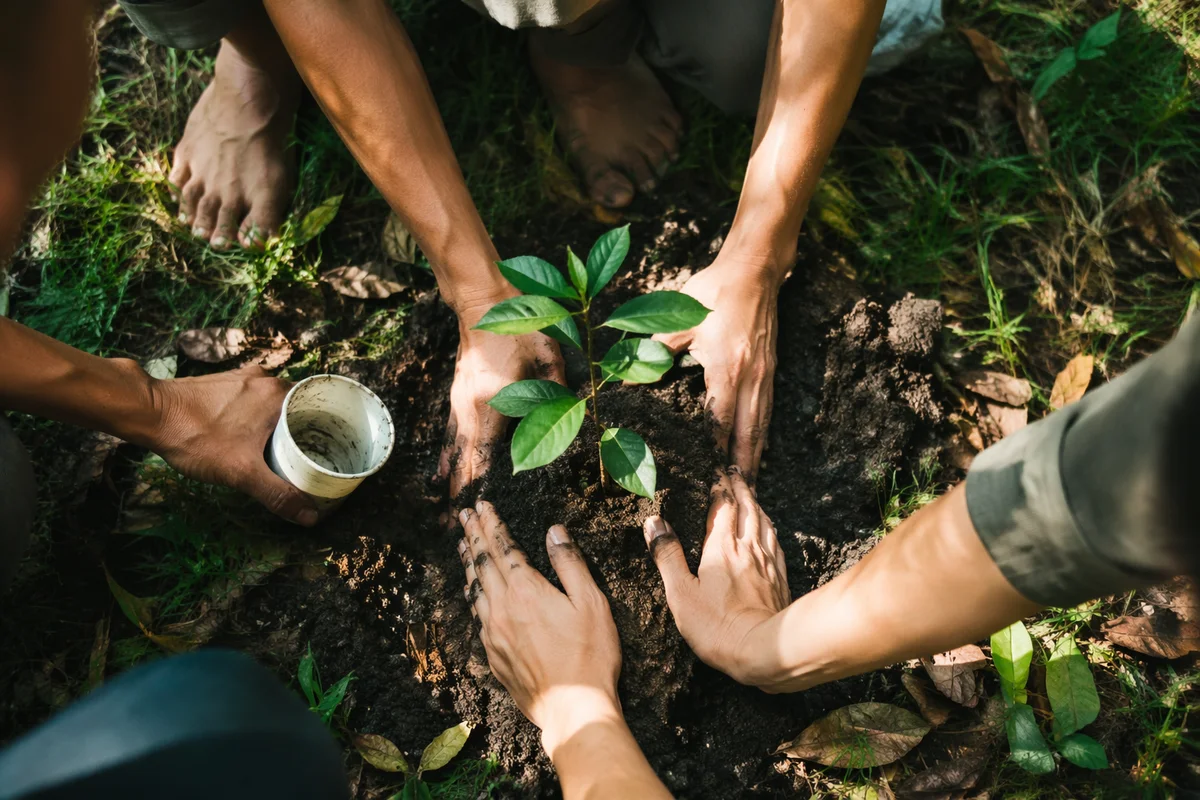 Hands Planting Young Tree in Community Garden