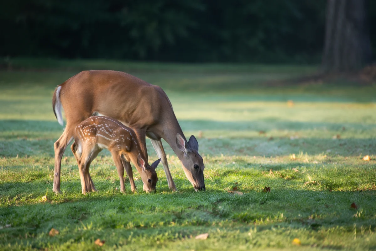 Doe and Fawn in Morning Meadow