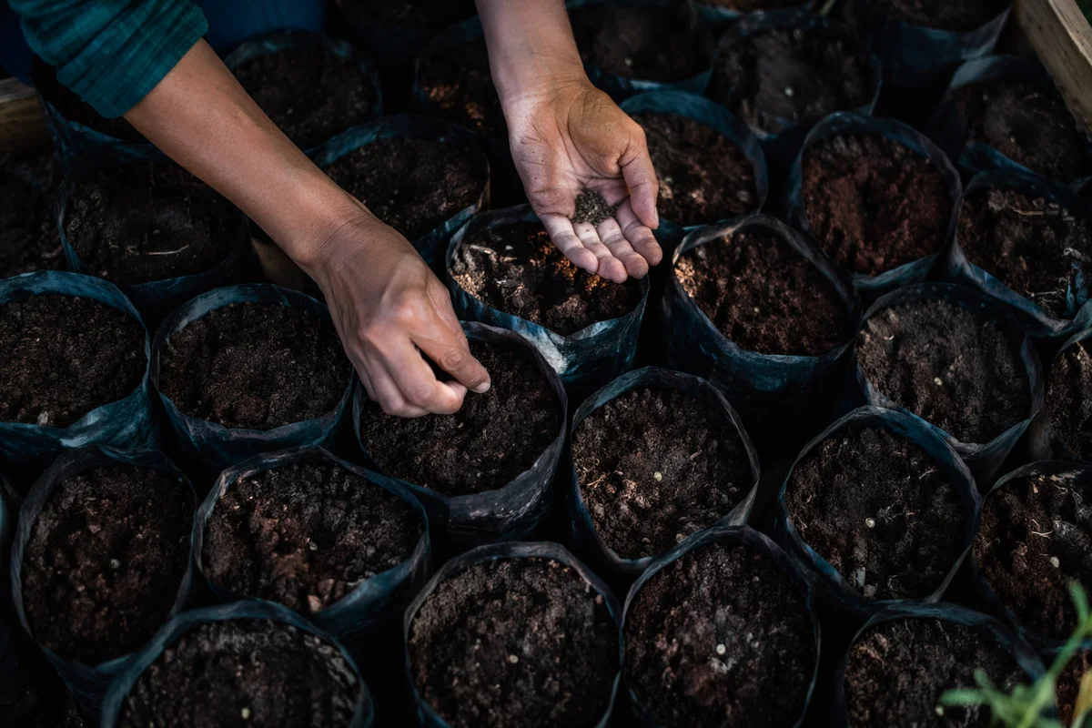 Gardener Hands Planting Seeds in Soil
