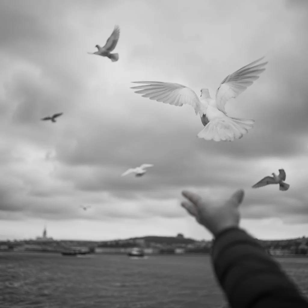 Releasing a Dove Over Quiet Waters