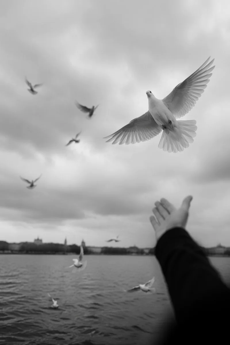 White Dove Release Over Calm Waterfront