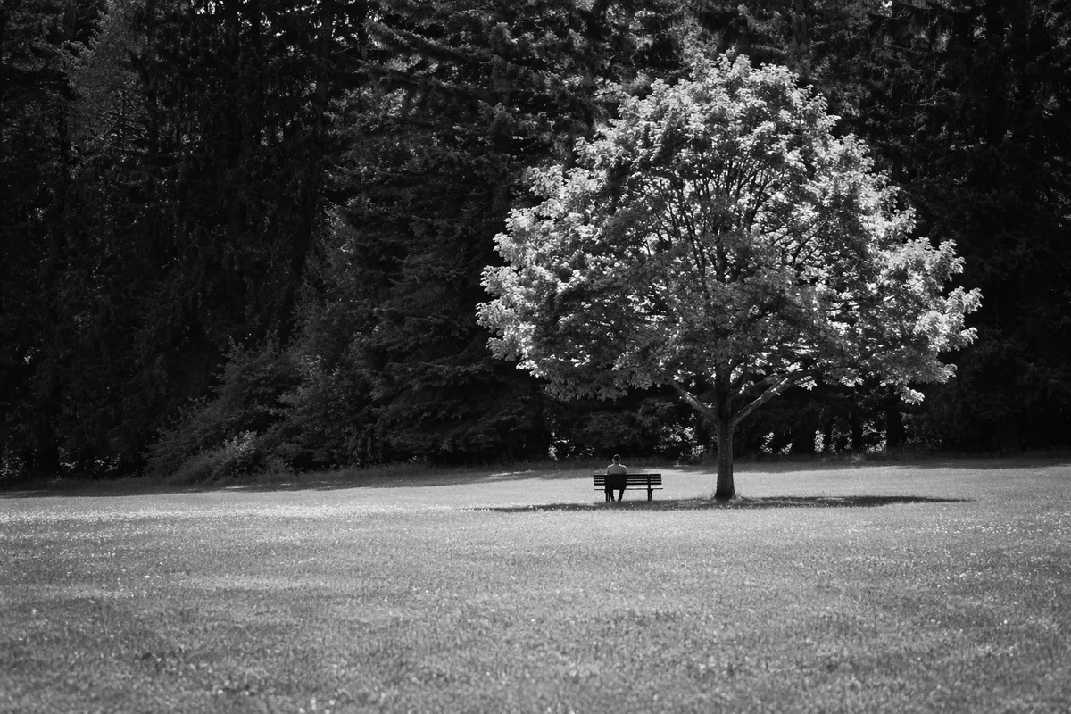 Solitary Contemplation on a Park Bench
