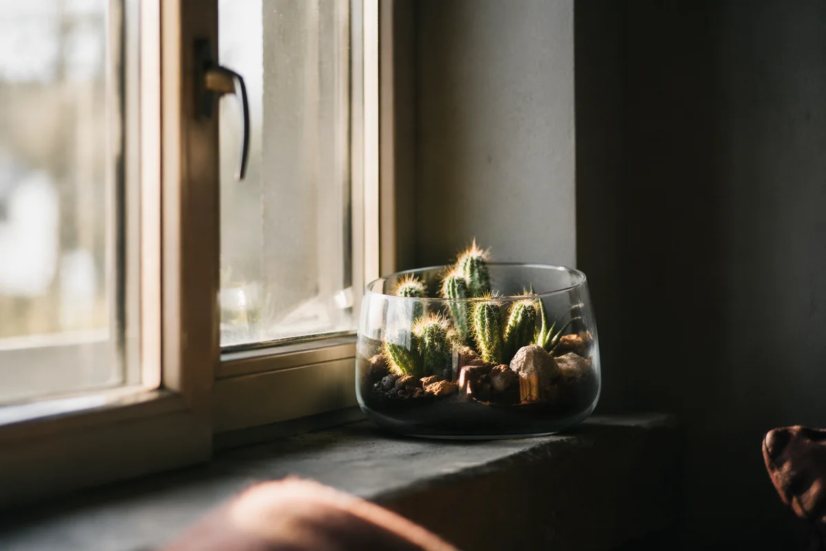 Sunlit Succulent Terrarium on Cozy Window Ledge
