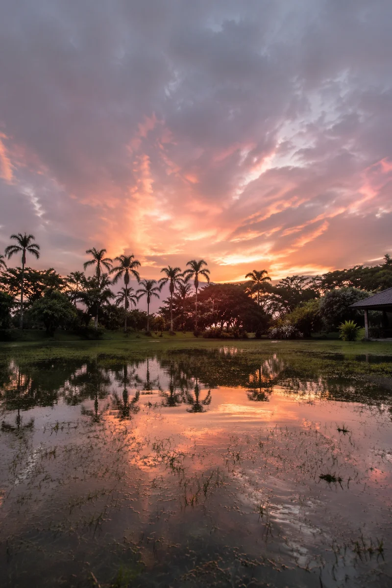 Peaceful Sunrise Over Flooded Tropical Garden