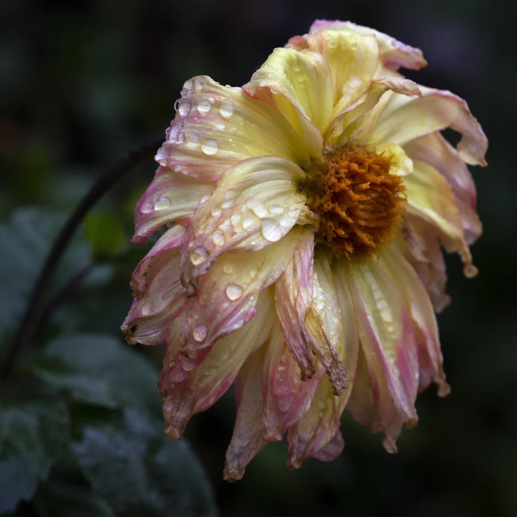 Wilted Flower Reviving With Fresh Dew