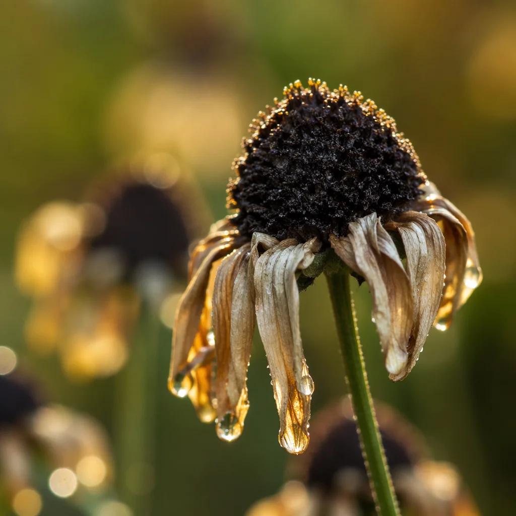 Wilted Flower Reviving in Golden Garden Light