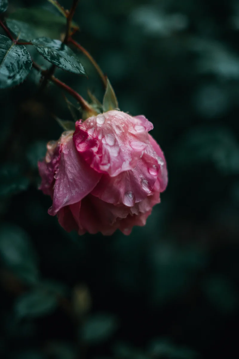 Wilted Pink Flower Reviving After Rain