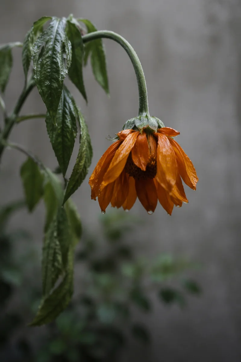 Wilted Orange Flower Reviving With Dew