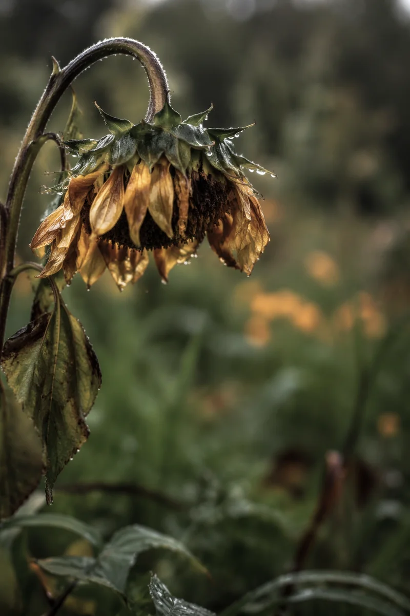 Wilted Garden Flower Reviving After Rain