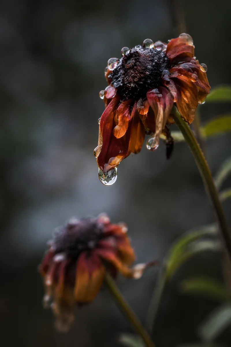 Wilted Flower Reviving After Gentle Watering
