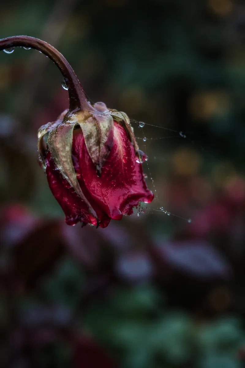 Wilted Red Flower Reviving After Rain