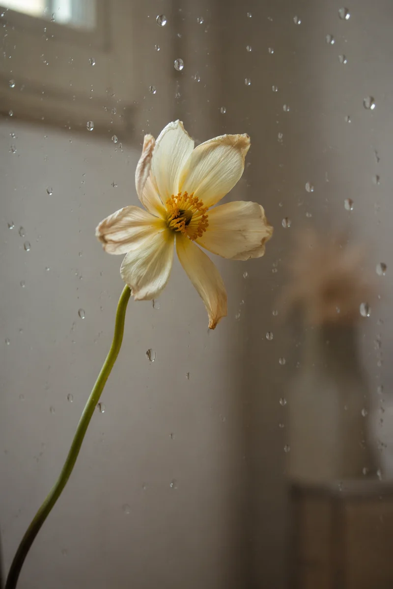 Wilted Flower Reviving in Gentle Window Light