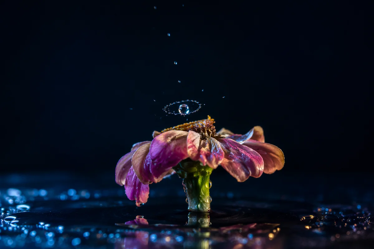 Reviving Wilted Flower With Water Drops
