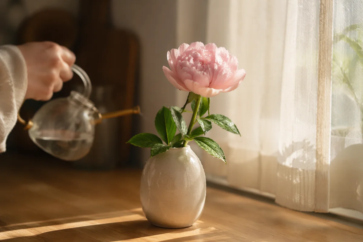 Wilted Pink Flower Reviving in Morning Light