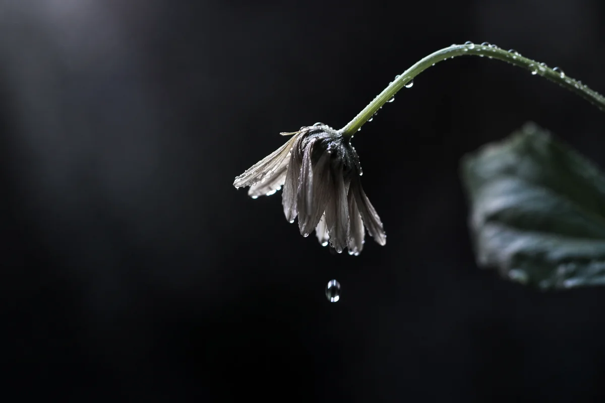 Wilted Flower Renewed by Morning Water Drops