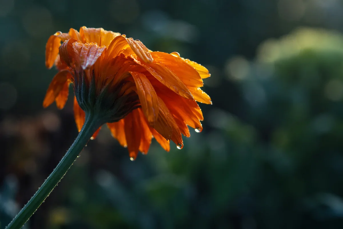 Wilted Flower Reviving After Morning Watering