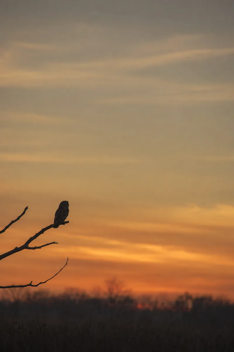 Wisdom Background 4