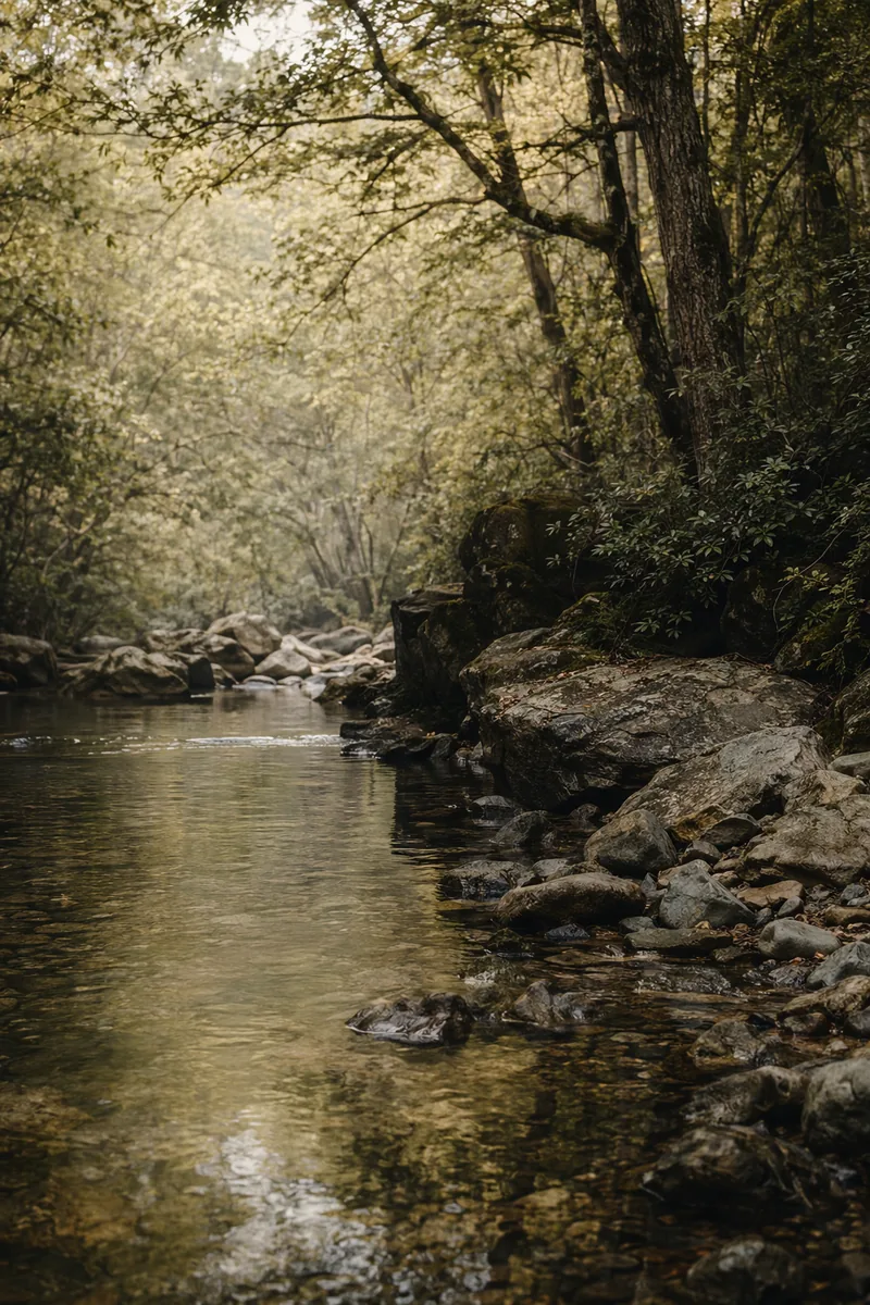 Forest Background 11