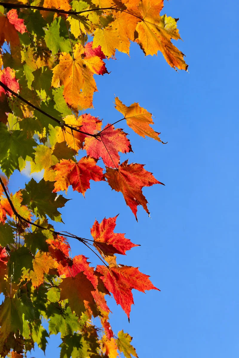 Colorful Autumn Leaves Against Blue Sky