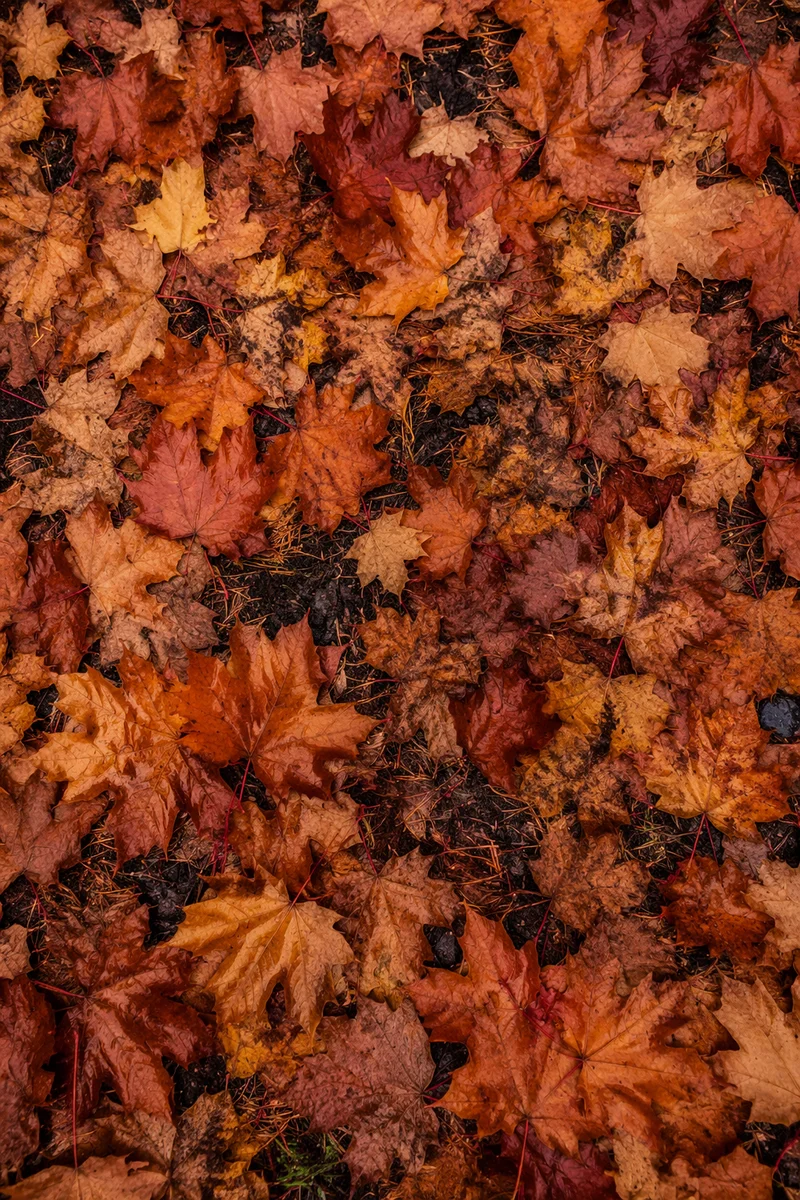 Colorful Autumn Leaves Forest Floor Texture