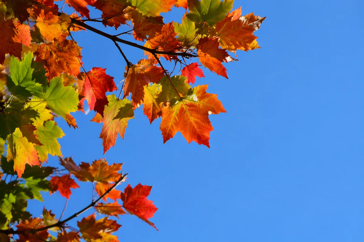 Colorful Autumn Leaves Against Blue Sky