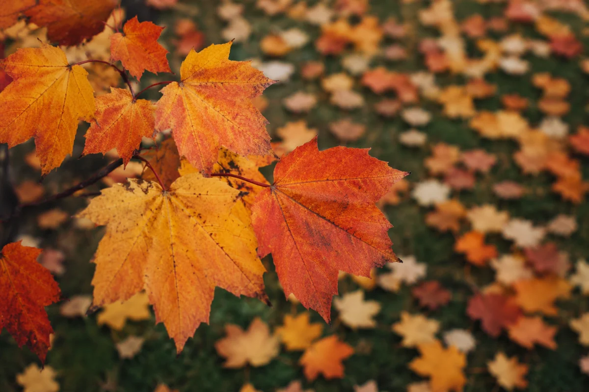 Colorful Autumn Maple Leaves on Branch