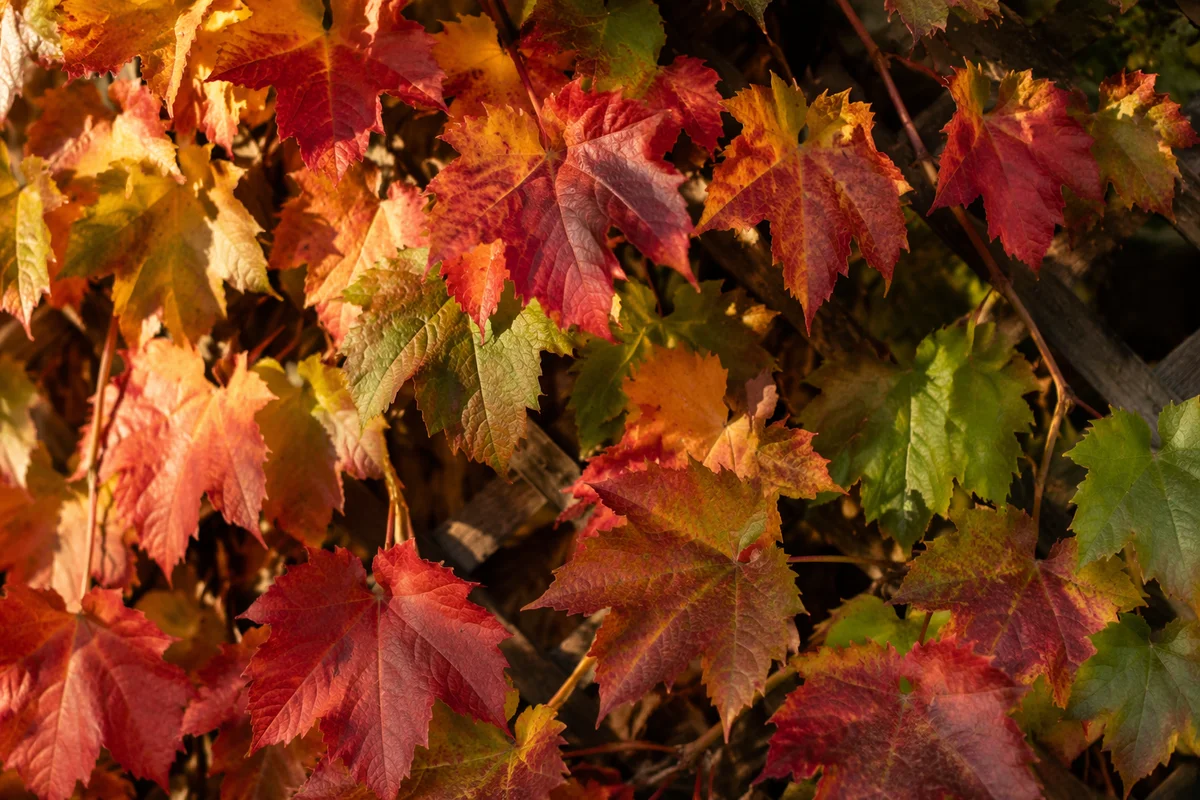 Glowing Autumn Leaves on Rustic Trellis