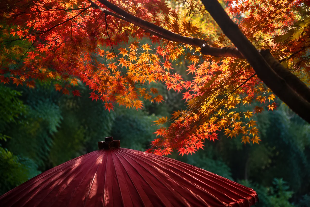 Sunlit Autumn Maple Canopy With Crimson Parasol